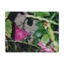 Pink Rose Postcard