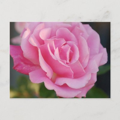 Pink+Rose+Postcard+by+pulsDesign