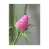 Pink Rose postcards