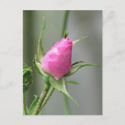 Pink Rose postcards