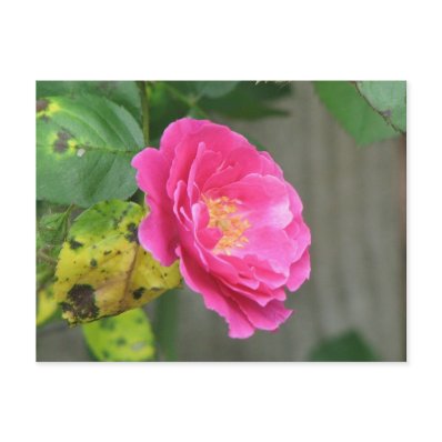 Pink Rose Post Cards