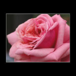 Pink Rose Postcard