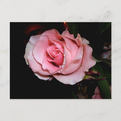 Pink Rose Post Card