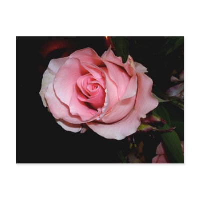 Pink Rose Post Card by MovingLight