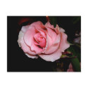 Pink Rose postcards by MovingLight Pink Rose postcards