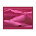 Pink rose postcard