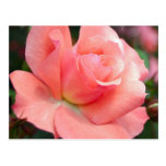Pink Rose Postcard