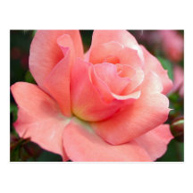 Pink Rose Postcard