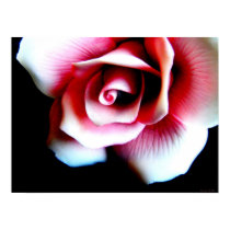 Pink Rose Poster posters by indolilly Pink Rose Poster posters