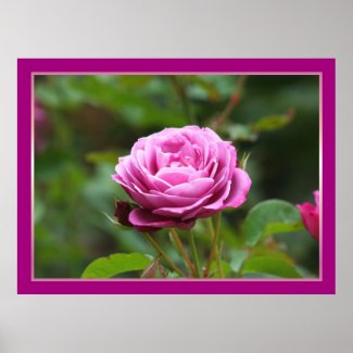Pink rose poster print