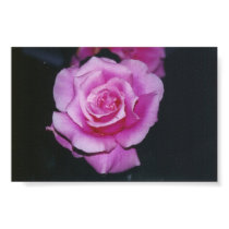 Pink Rose posters by ladypeace Pink Rose posters
