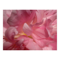 Pink Rose posters