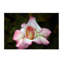Pink Rose poster