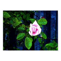 Pink Rose posters by Blacknight Pink Rose posters