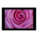 Pink Rose posters by cARTerART Pink Rose posters