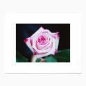 pink rose posters by snow929 pink rose posters