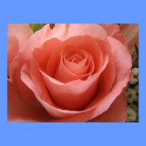 Pink Rose Poster posters