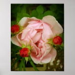 Pink Rose Poster
