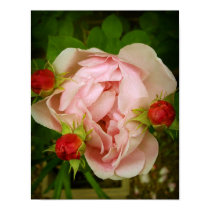 Pink Rose posters