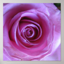 Pink rose posters