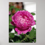 Pink Rose Posters