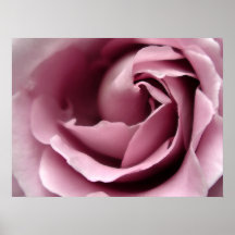 PINK ROSE POSTER