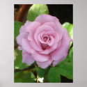 Pink Rose posters