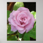 Pink Rose Poster