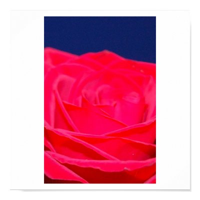 Pink Rose Poster by blumenthalphoto