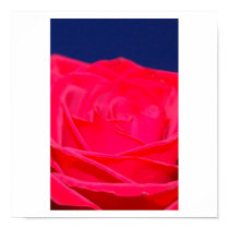 Pink Rose Poster posters