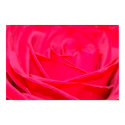 Pink Rose Poster posters