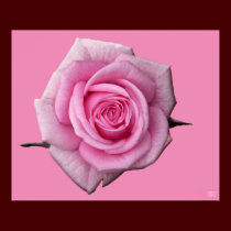 Pink Rose Poster Print Beautiful Flower Art Print posters