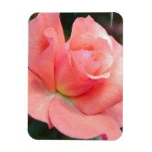Pink Rose  Premium Magnet