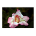 Pink Rose posters by imagemosaic Pink Rose posters