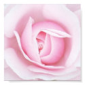 Pink Rose Print