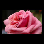 Pink Rose Print