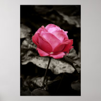 Pink rose print posters