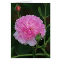 Pink Rose Raindrops cards