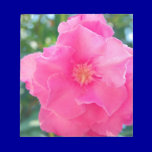 PINK ROSE ROCK1536 BEAUTY NATURE FLOWERS PHOTOGRAP notepads