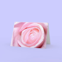 Pink Rose, S Cyr cards