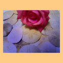 Pink Rose Sand Dollars 4 posters by dduhaime55 Pink Rose Sand Dollars 4 posters