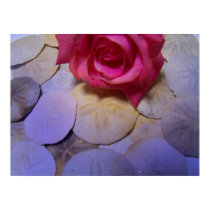 Pink Rose Sand Dollars 4 posters by dduhaime55 Pink Rose Sand Dollars 4 posters