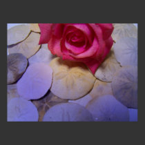 Pink Rose Sand Dollars 4 posters