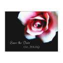 Pink Rose Save the Date Postcard