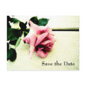 Pink Rose Save the Date Postcard postcard