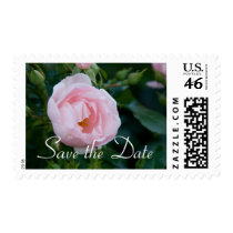 Pink Rose | Save the Date Stamp