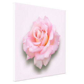 Pink Rose 'Scentsation' wrappedcanvas