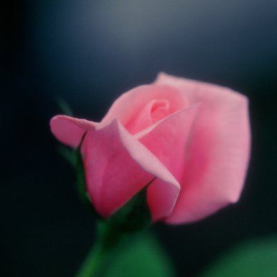 pink rose t-shirt by cborgwardt