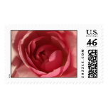 Pink Rose Stamp