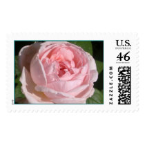 Pink Rose Stamp #1